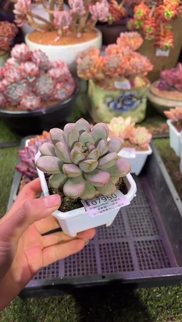 【闪购商品】07950