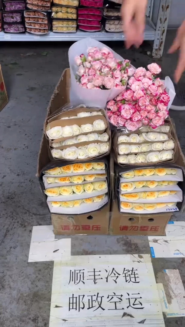 奶油杯20枝+骄傲20枝+折射10枝