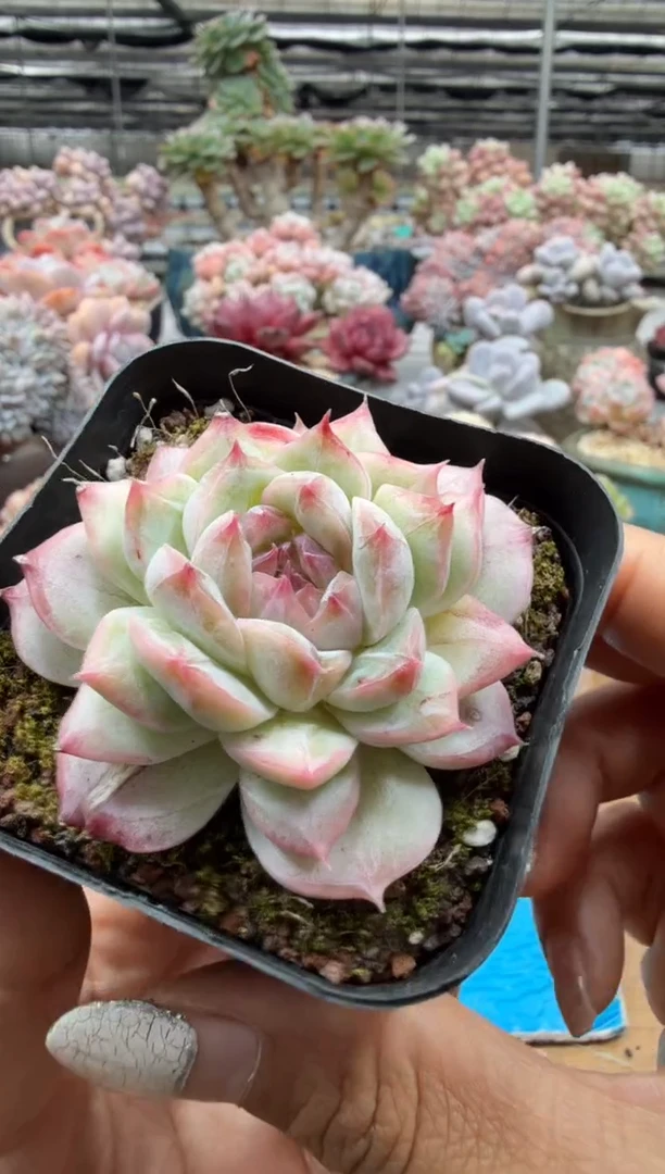 东云多肉园二店-346