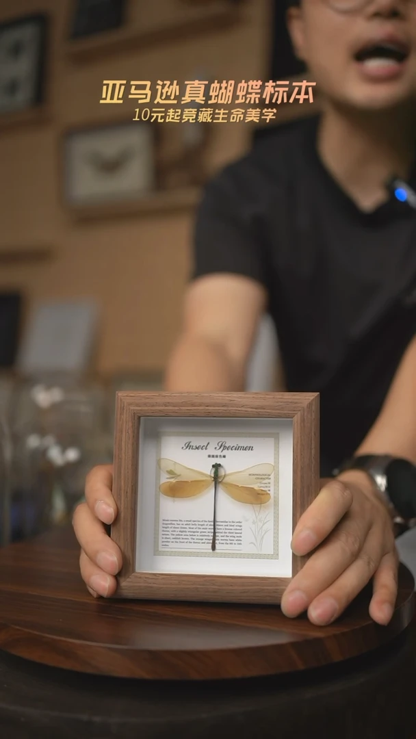 有机玻璃烟翅绿色蟌四寸方框