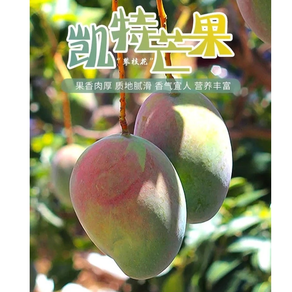 顺丰包邮《阿磊专属》四川攀枝花凯特芒果9斤包邮产地水果直发