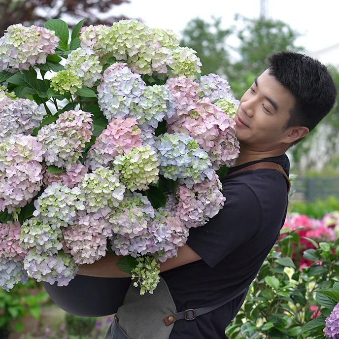 种花王大爷大花绣球花苗多年生阳台庭院花卉耐寒植物趣味美观