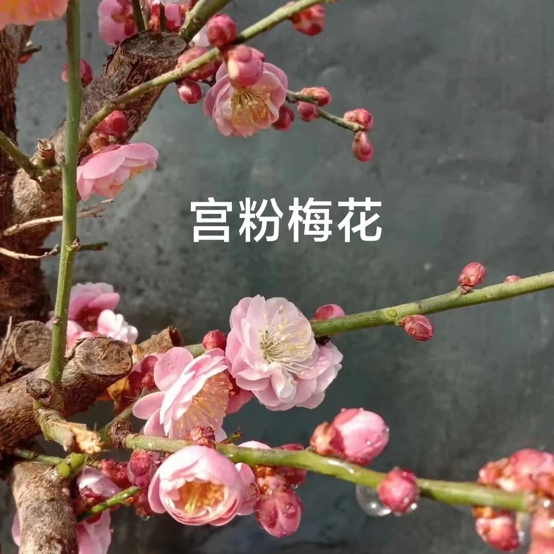 【宫粉】精品梅花开花香年宵花轻微掉花苞正常损耗土球发货