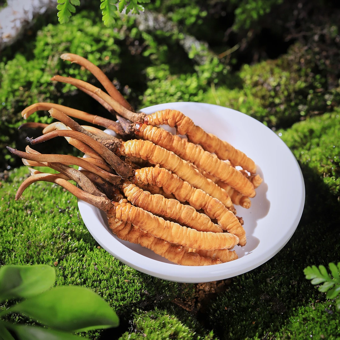 鲜冬虫夏草 0.6-0.8克/根 飞机空运包邮