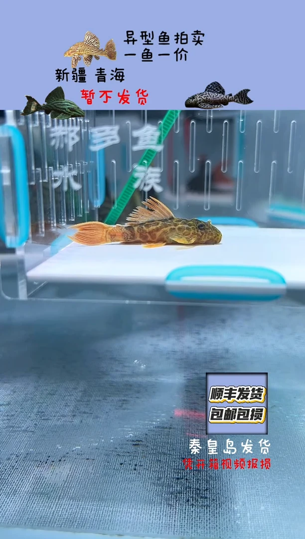清道夫4.5+不包入缸损70