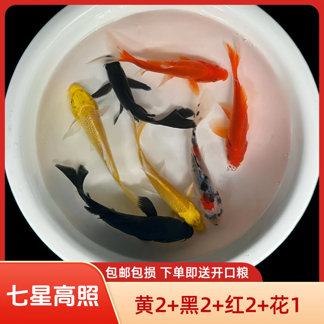 【直播】冷水观赏金鱼黄黑锦鲤红花草金小鱼精选锦鲤活体养殖