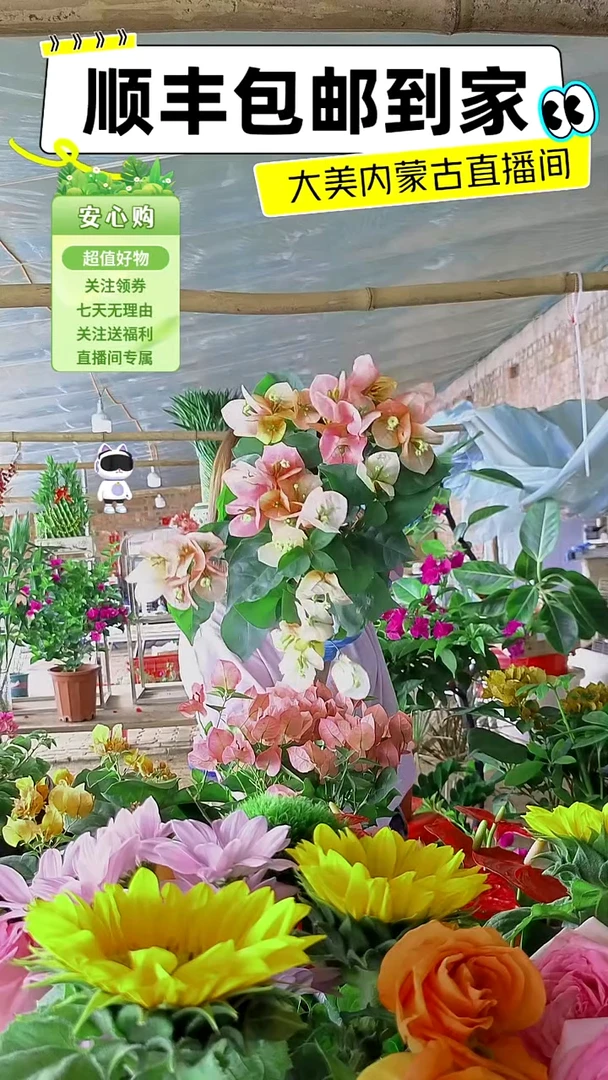 完全开放皇后三角梅1