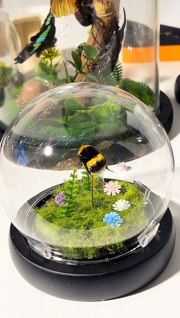 有机玻璃玻璃罩熊蜂蜂王造景可亮灯