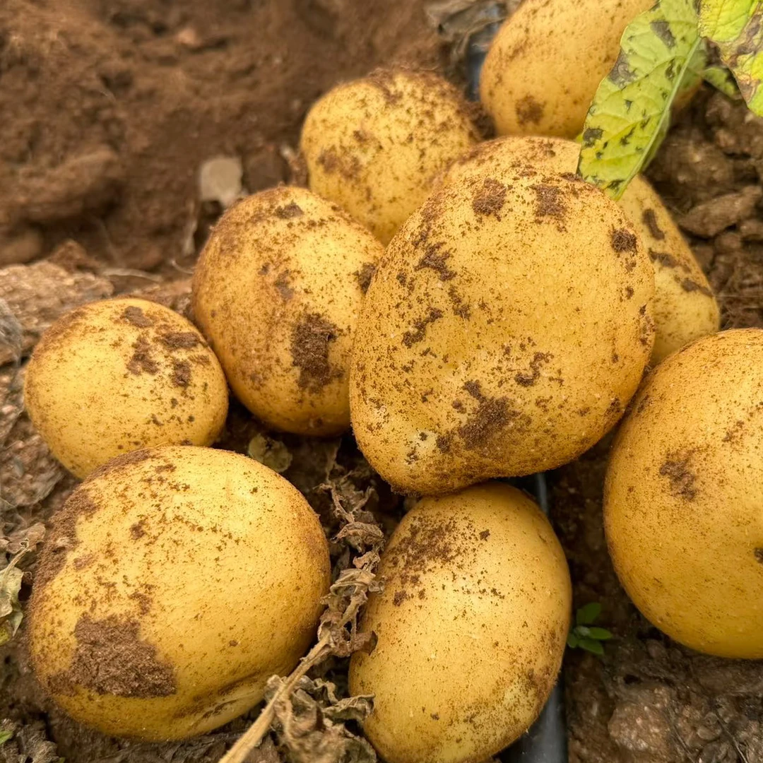 【铁涌现挖】精品广东惠东黄心新土豆5斤 现挖沙地马铃薯 同城配送包邮上门