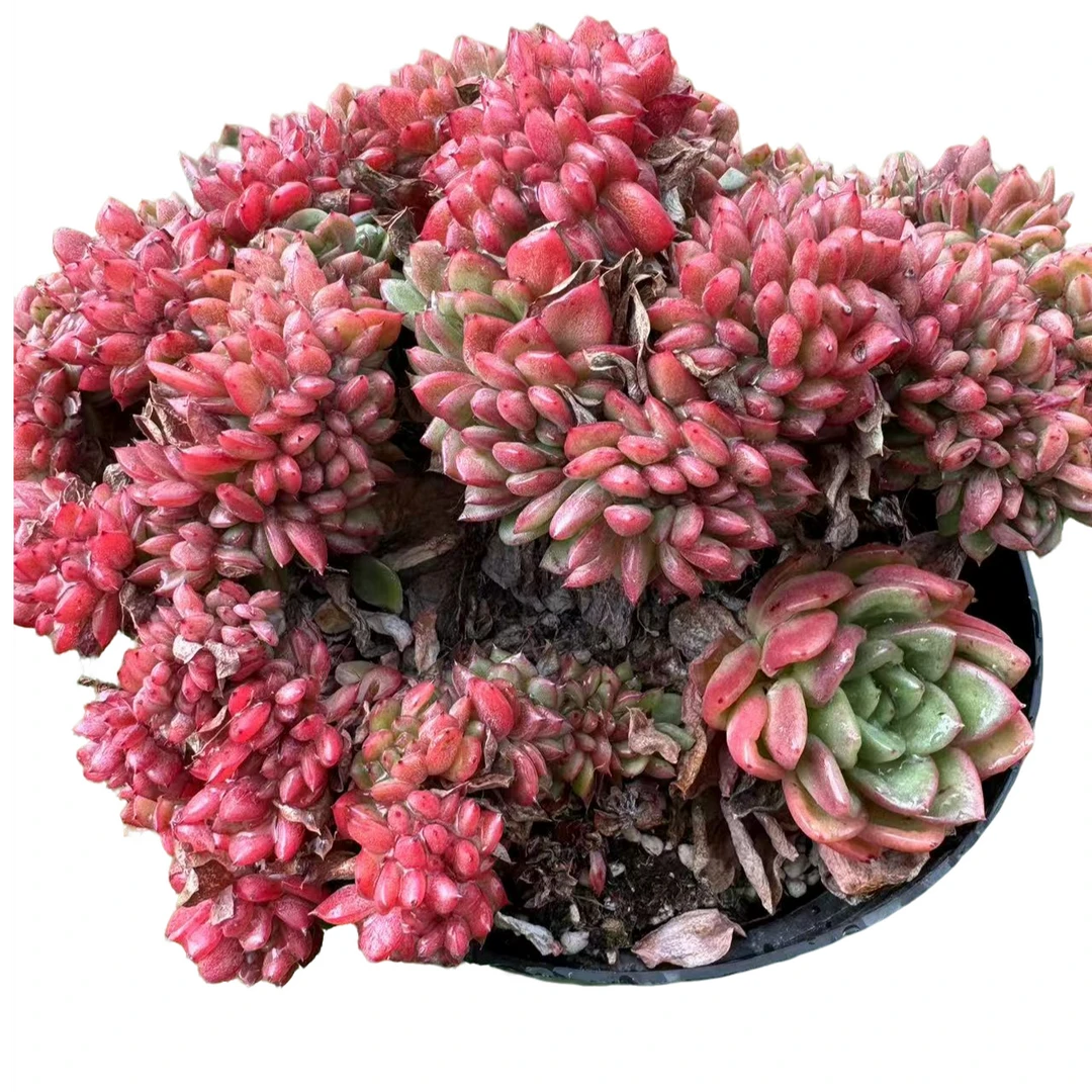 红国王缀化多肉【满19包邮】