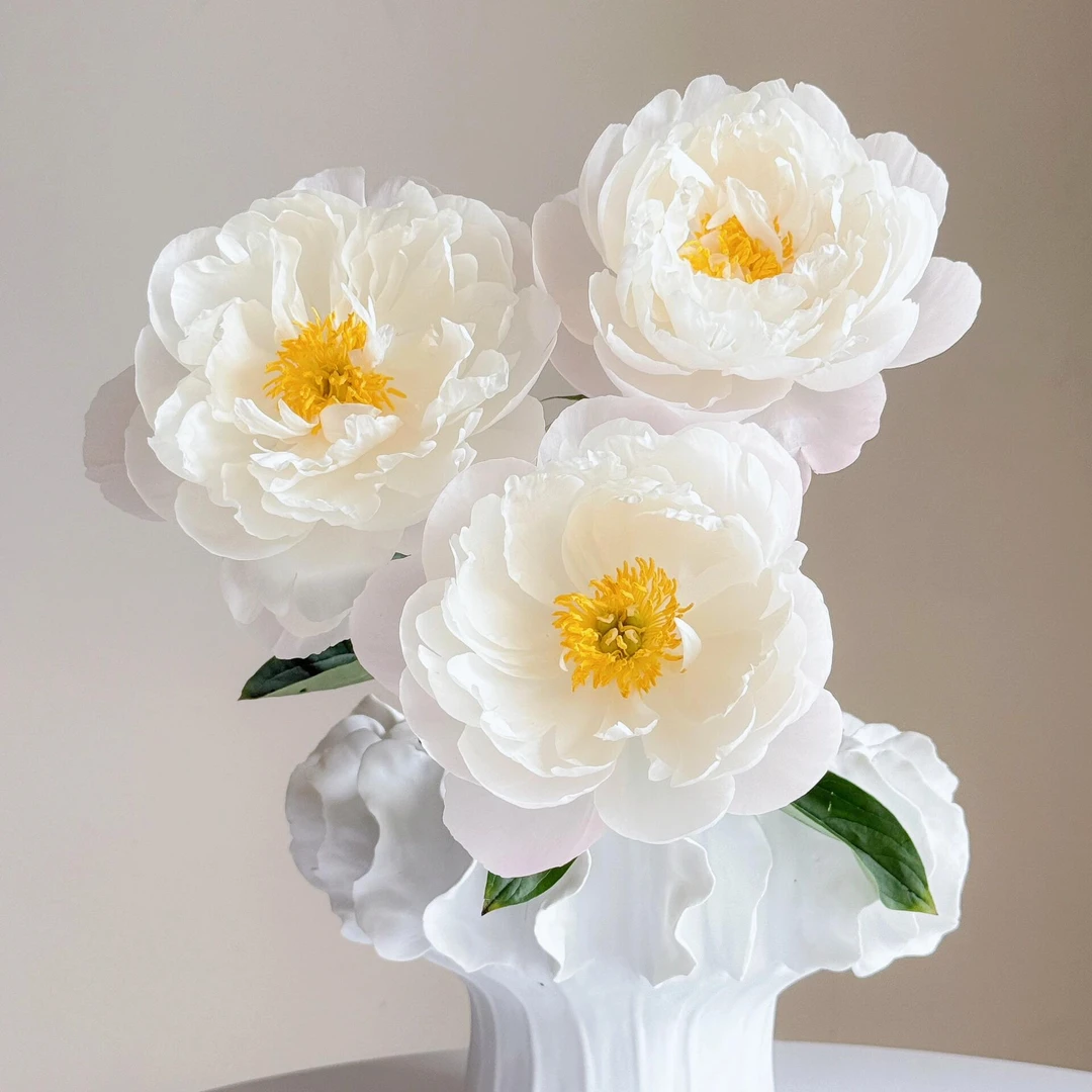 桑篱园【美国小姐10枝】进口美国小姐芍药鲜切花菏泽基地直发