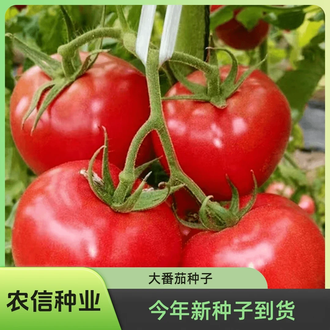 【满5元】大番茄种子红果大西红柿阳台春季秋季抗高温农家菜