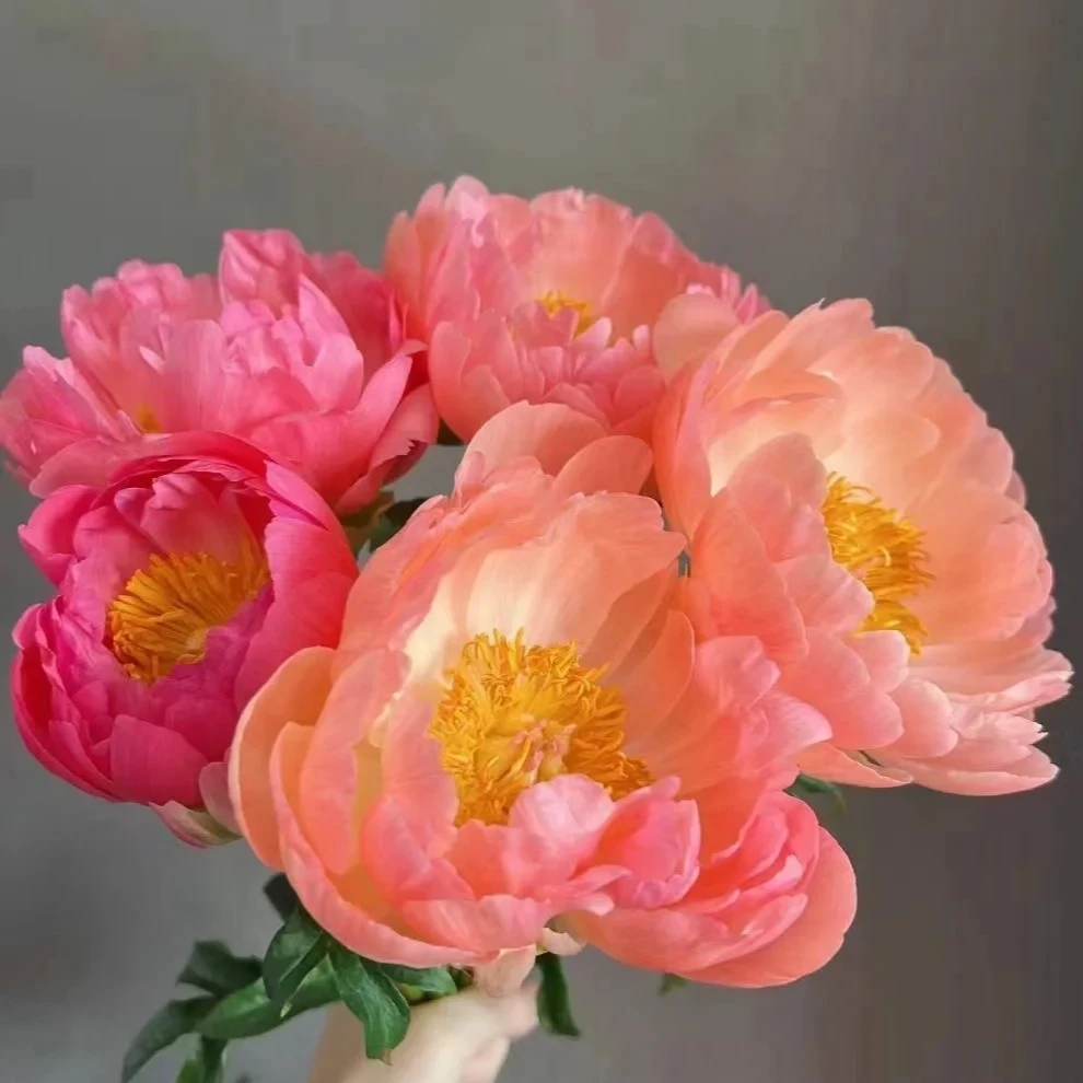 【花本家】超A级 落日珊瑚（芍药）丨鲜切室内水培装饰丨顺丰包邮
