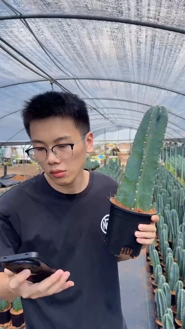【带根】15cm+量天尺 不指定带花苞