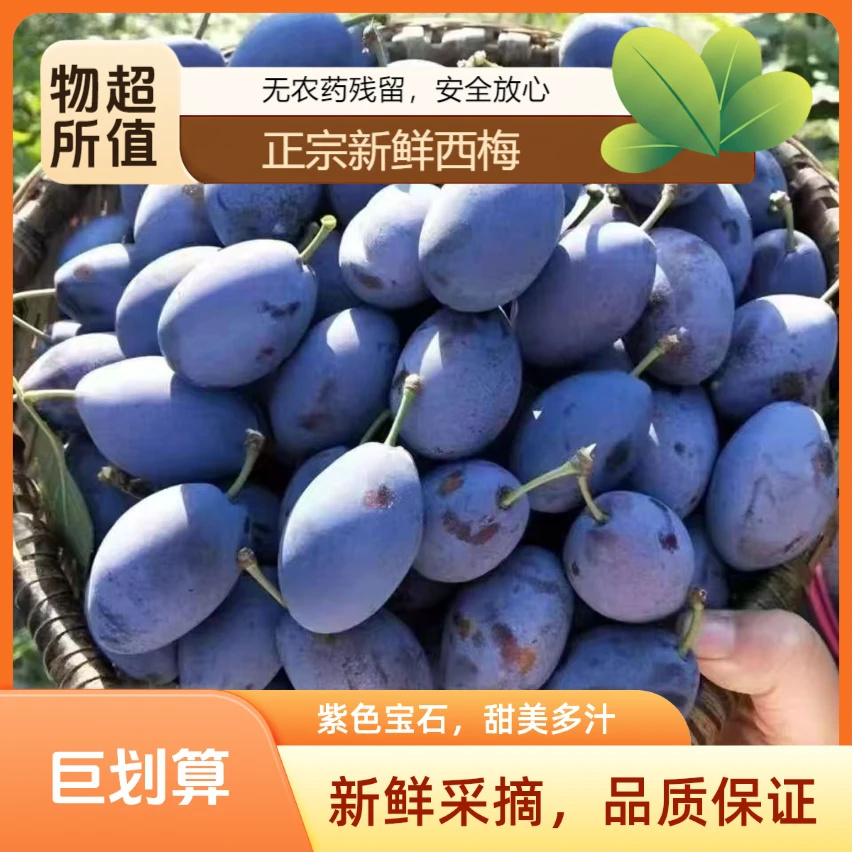 （顺丰空运）新疆喀什法兰西西梅新鲜饱满多汁应季现摘现发鲜果大果