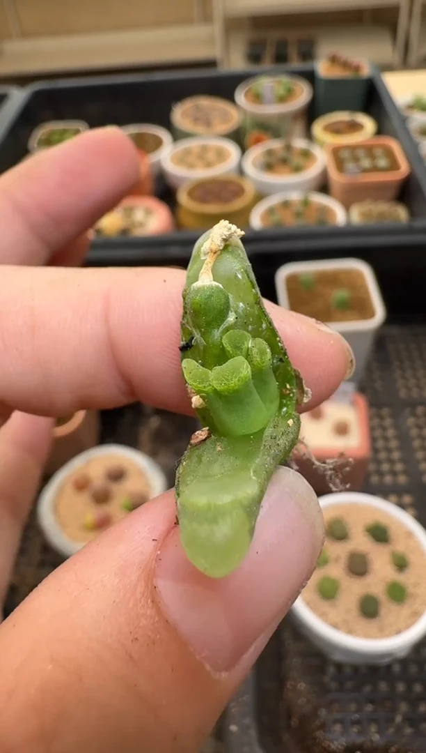 【闪购商品】2/4-243