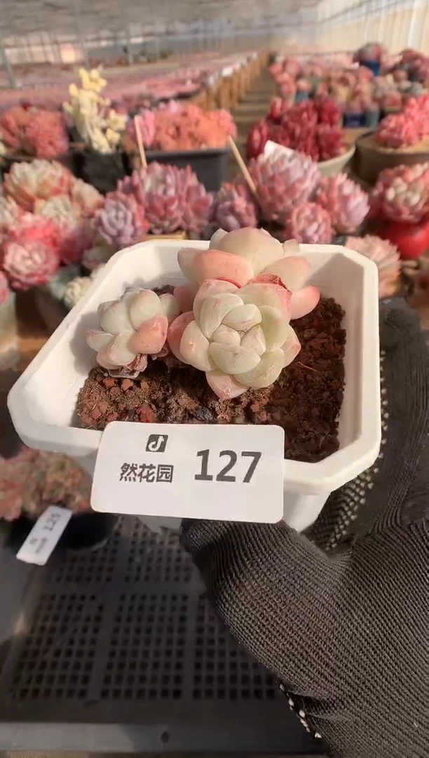 127糖心冰玉多肉植物一物一拍