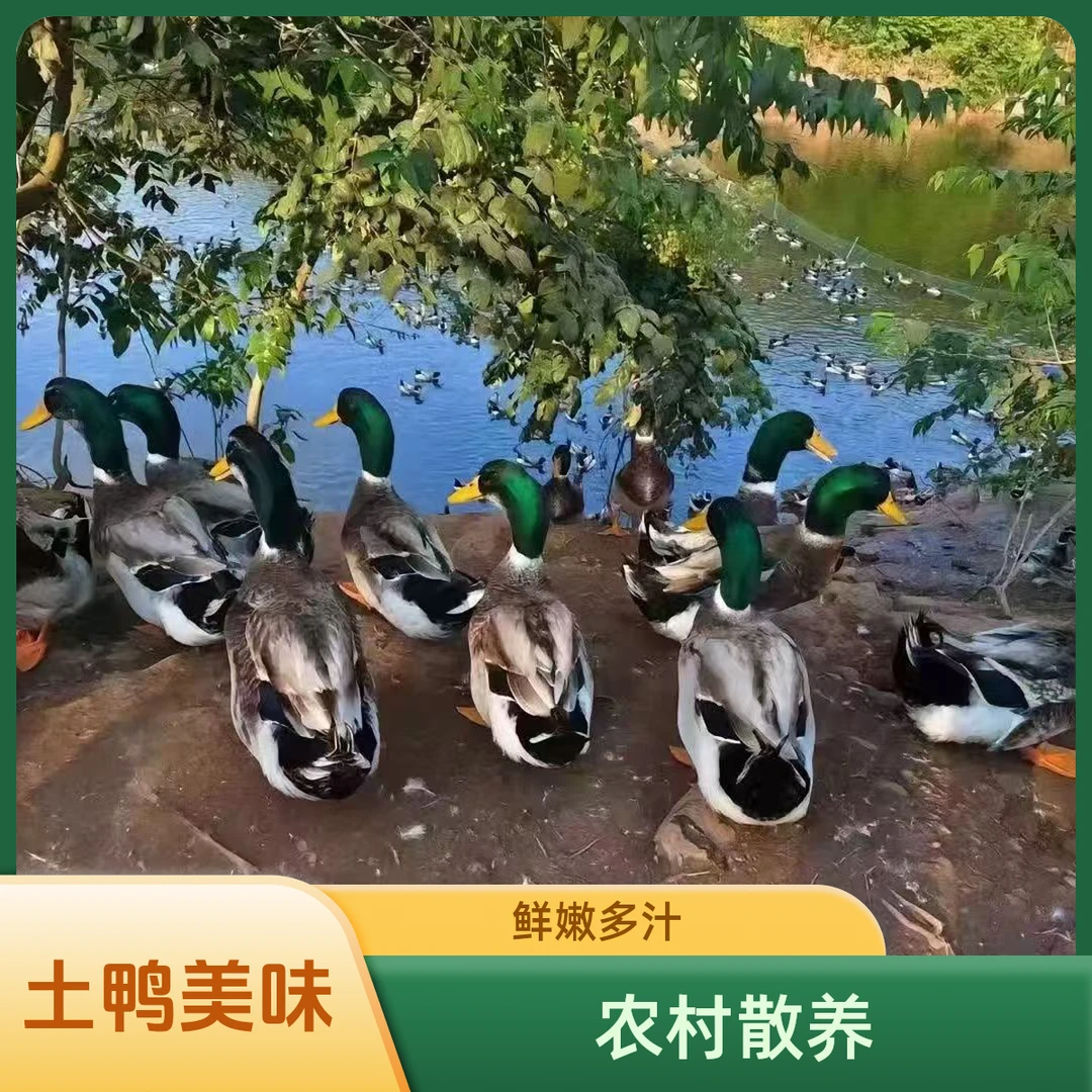 农村散养土鸭  大河鸭 发3只净重8-9斤（带心肝）