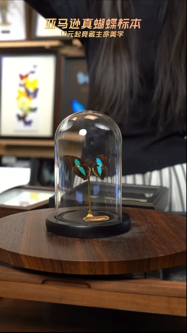 蓝带荣蛱蝶玻璃罩款