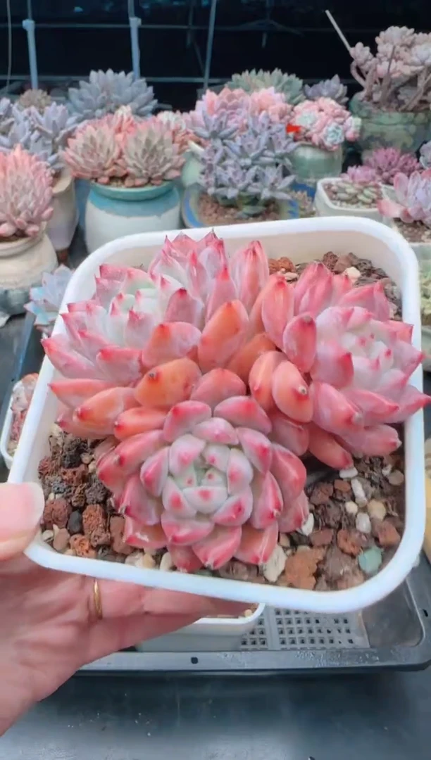 【闪购商品】7266.粉霜