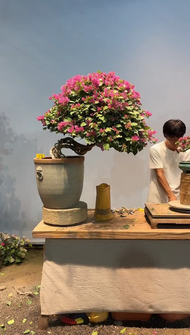全部花朵晨*头三角梅12