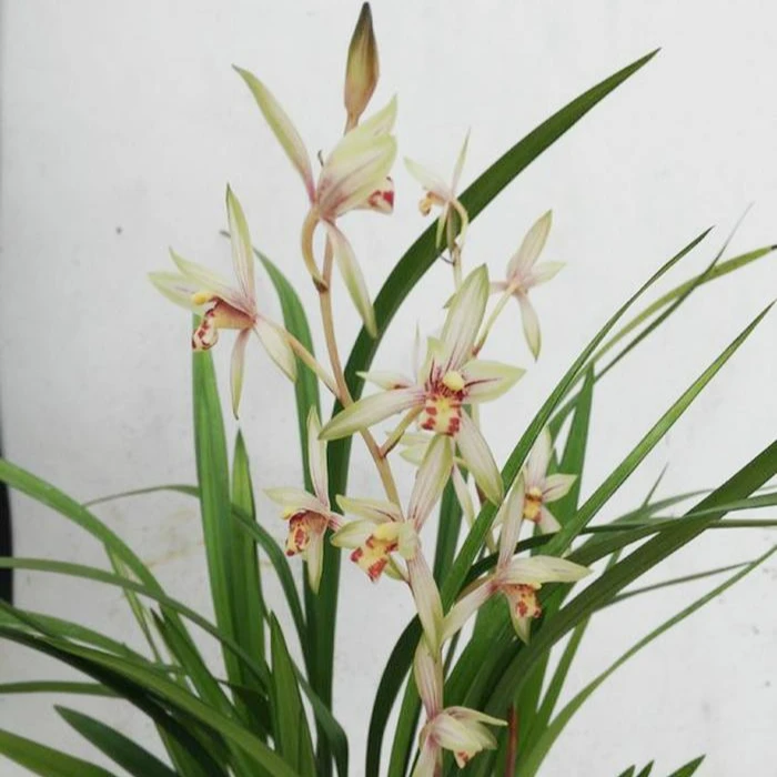 建兰-高山春色 花朵大色泽玉白花杆笔直整体大气典雅幽香迷人