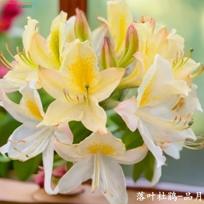 红梅园艺（品月） 进口落叶杜鹃 带花苞（C3盆） 耐热耐寒 好养