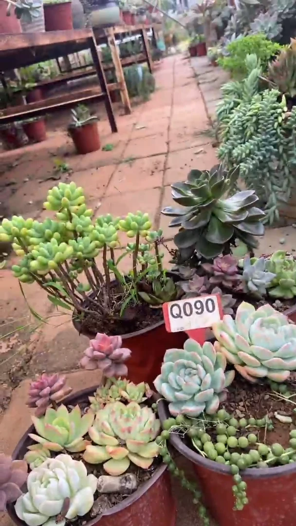 Q090多肉组合默认脱土发货