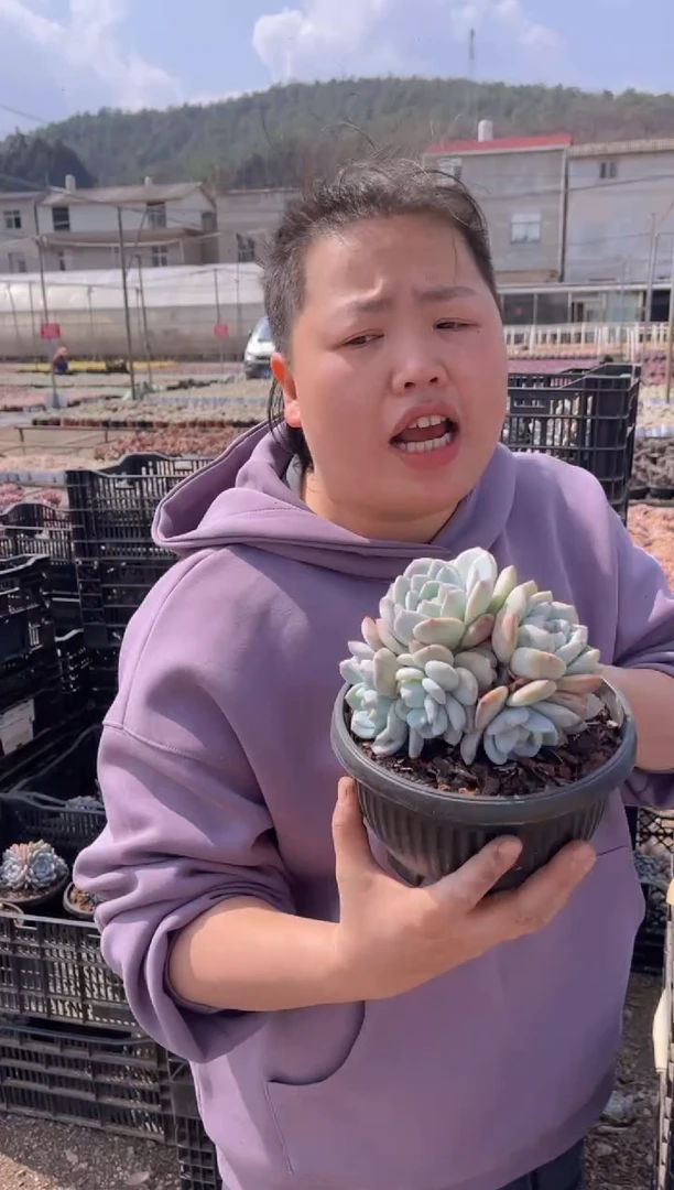 【闪购商品】26-五头起星影带盆土9.99