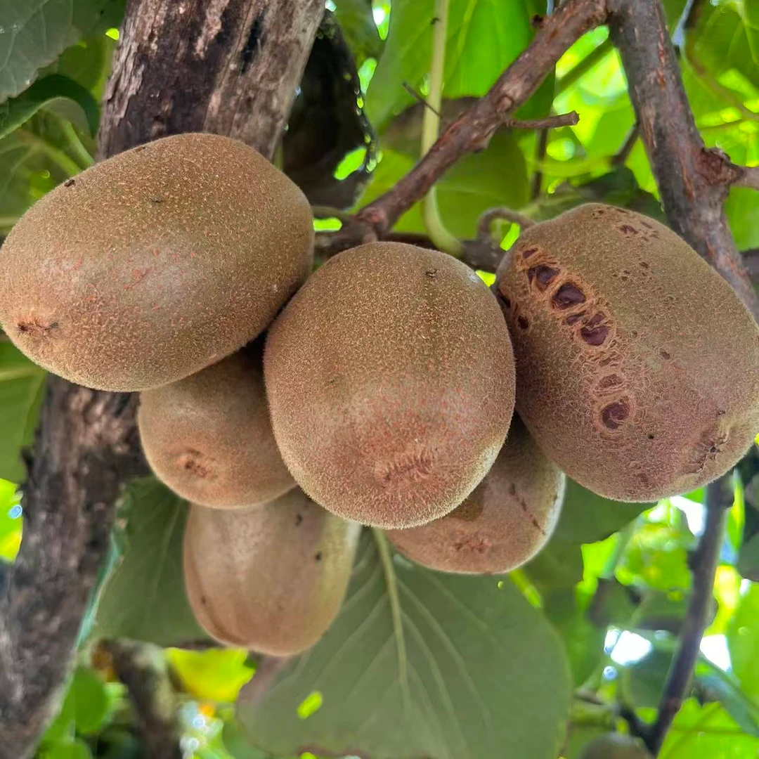 产地直销池上碧玉猕猴桃，山泉水灌溉，酸甜可口，光滑无毛（大果）