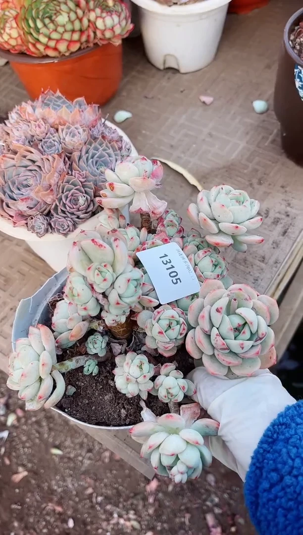 【闪购商品】13105