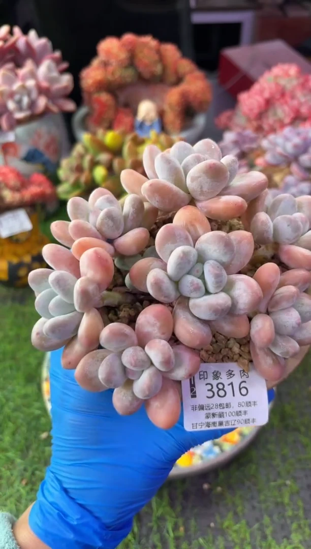 昆明印象多肉3816