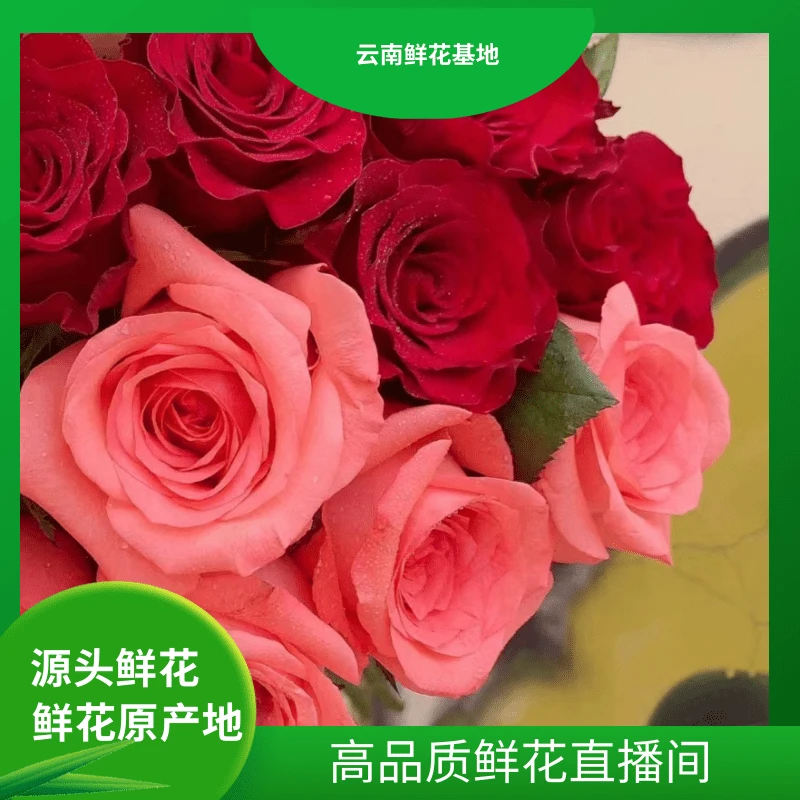 颜花【红康+粉康】云南基地鲜花直发两单升级顺丰冷链