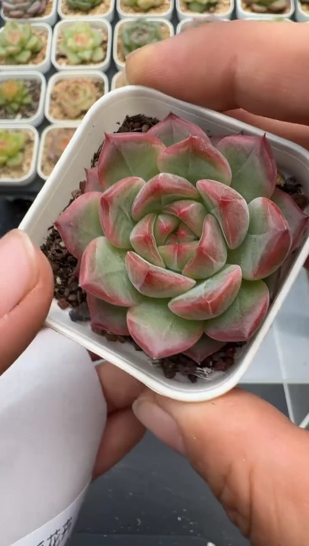 498E云禹多肉植物 带盆土纸巾打包 3颗包邮