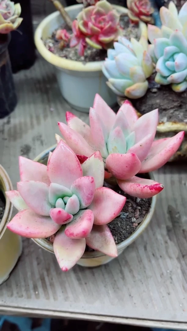 14005多肉植物一物一拍