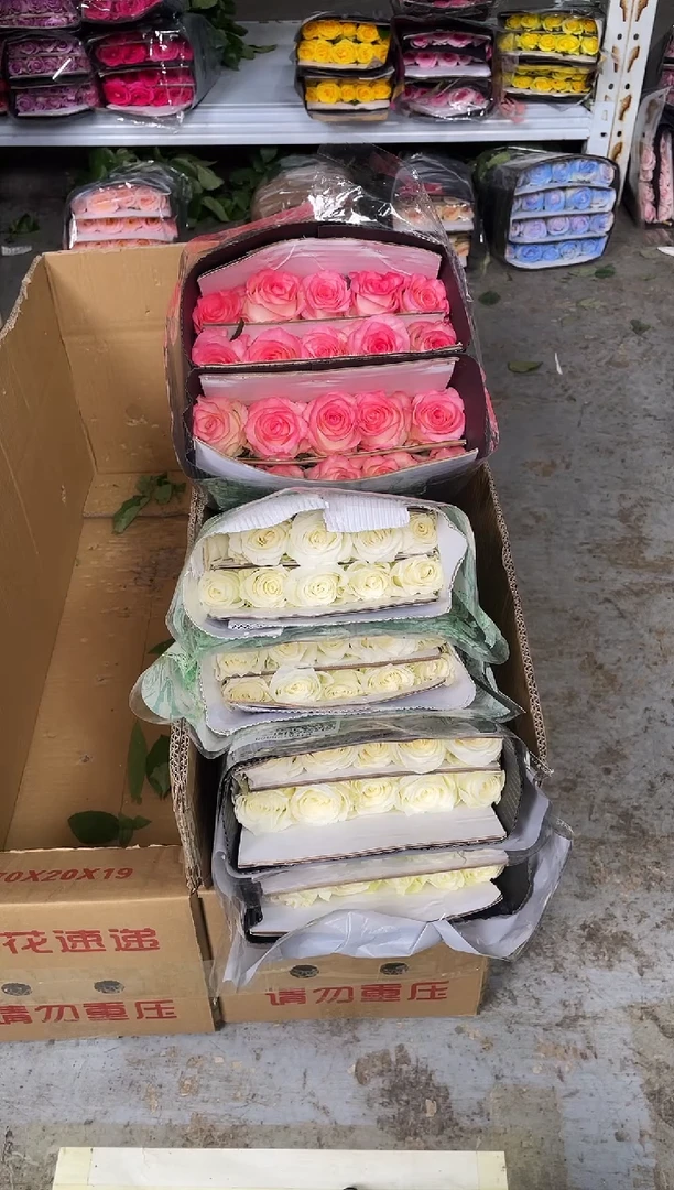 骄傲40枝+艾沙20枝