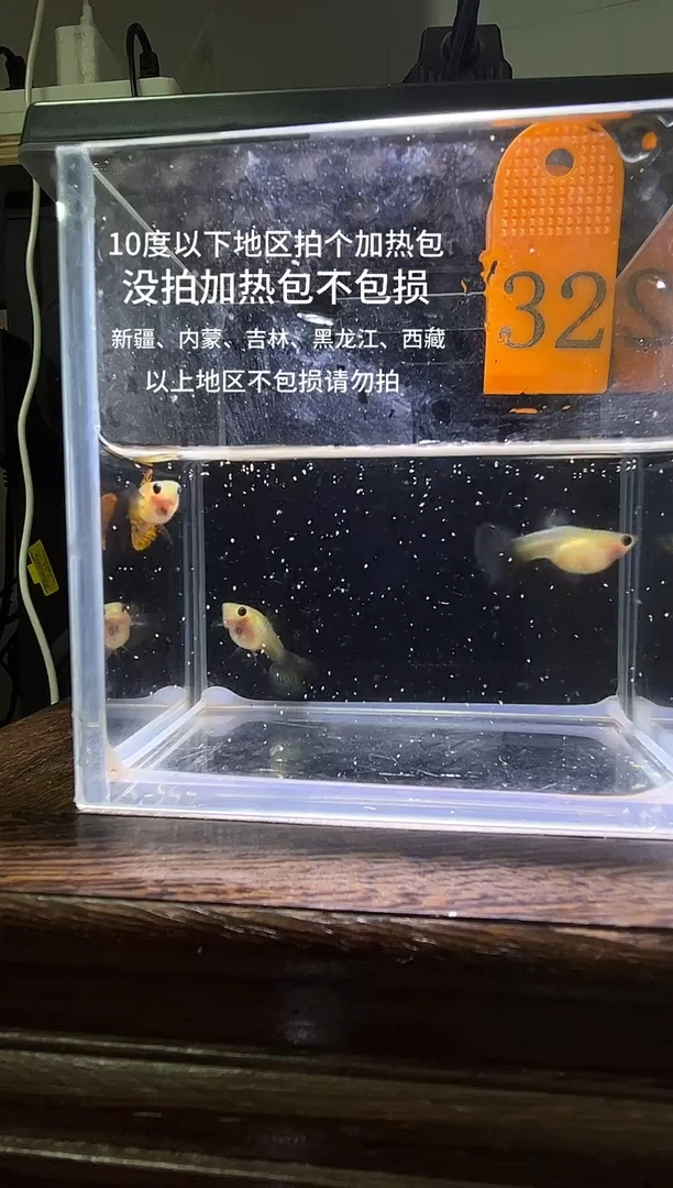 孔雀鱼红龙玻璃猫普通体编号32