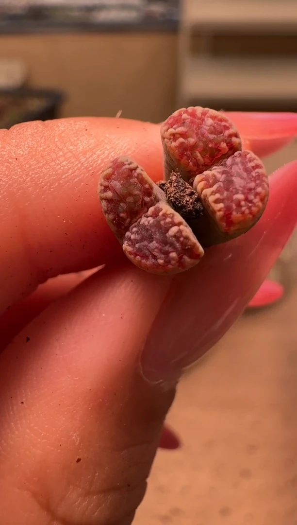 3-11多肉植物肉锥