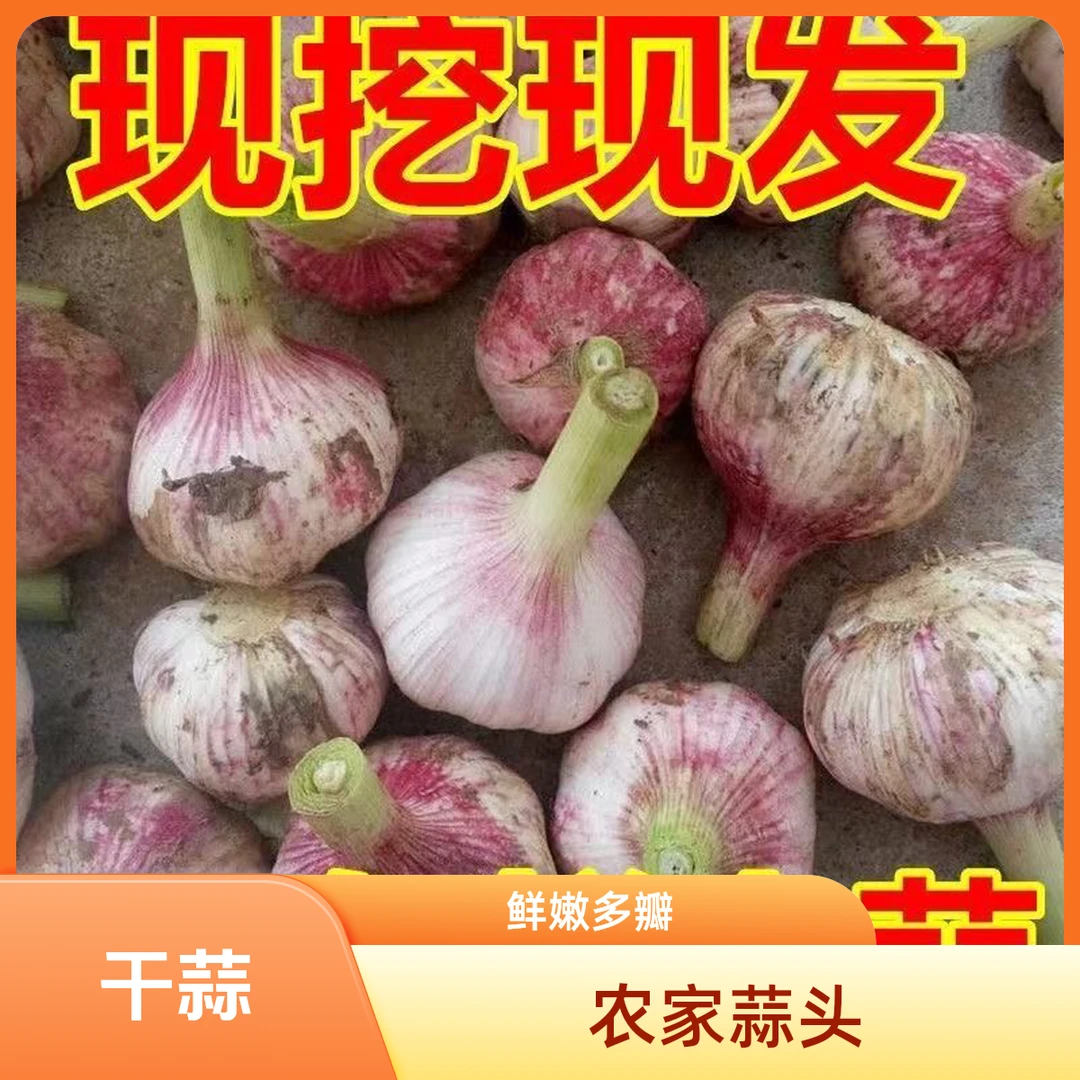 （农家干蒜头）2025徐州沛县特产鲜蒜大蒜批发价湿新鲜多瓣徐州大蒜