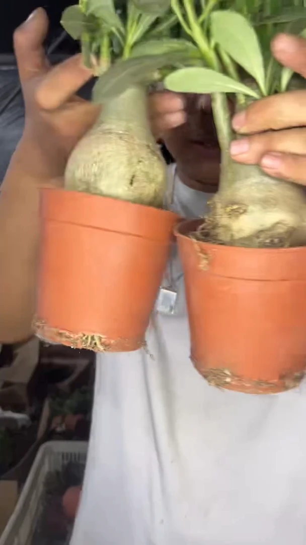 2颗 沙漠玫瑰【带根】