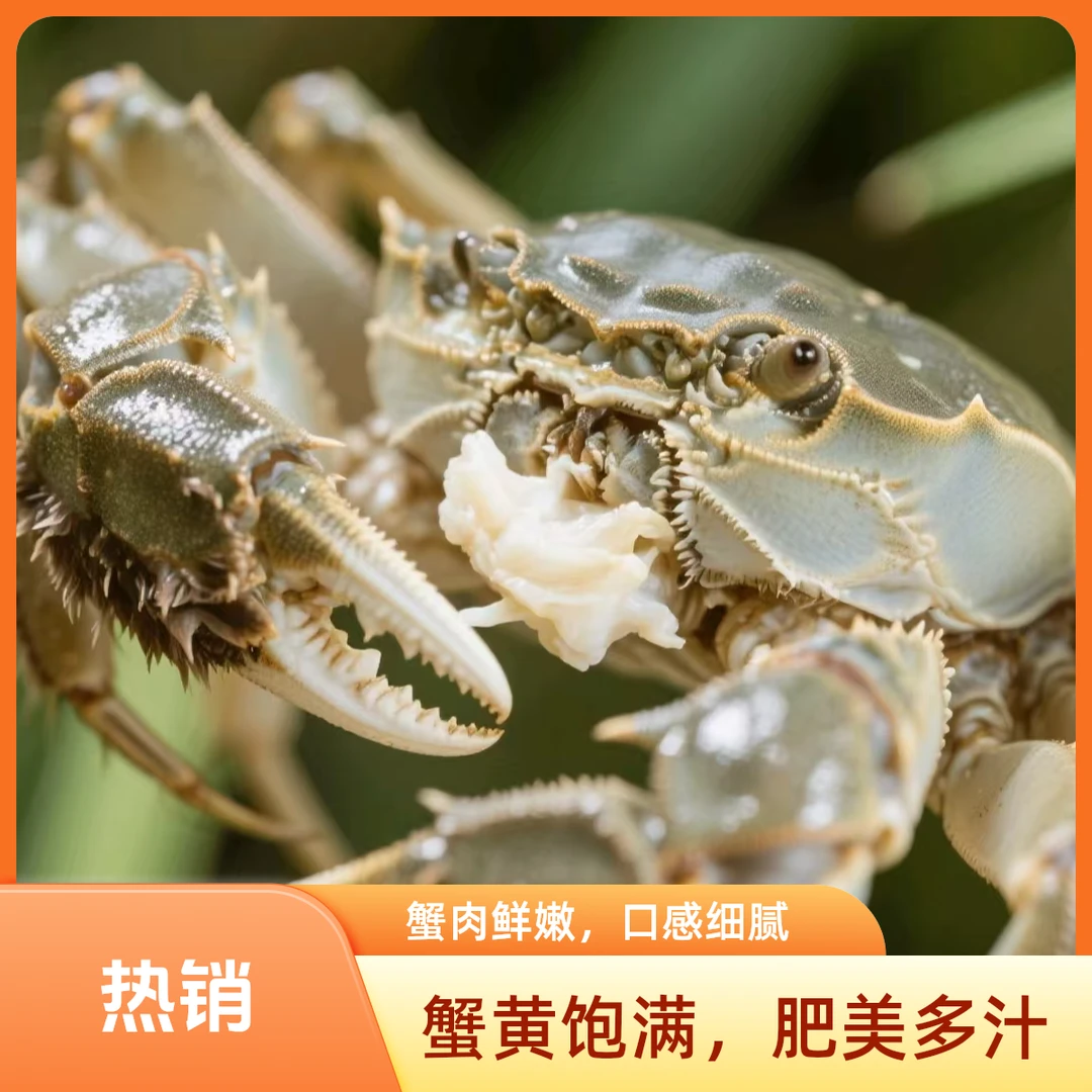 肥全母蟹【活蟹】盘锦稻田蟹18-20只左右全母蟹盘锦河蟹包邮次日达 冷链发货中秋送礼1-1.3两/只净重2斤