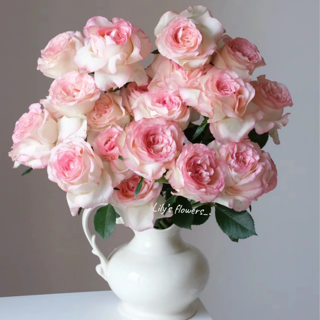 艾莎 玫瑰云南基地直发