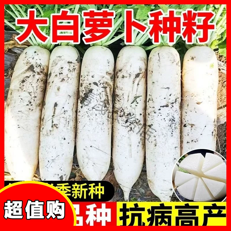 【耐热白罗卜】白玉萝卜早熟抗热抗病高产大白萝卜种子耐高温蔬菜