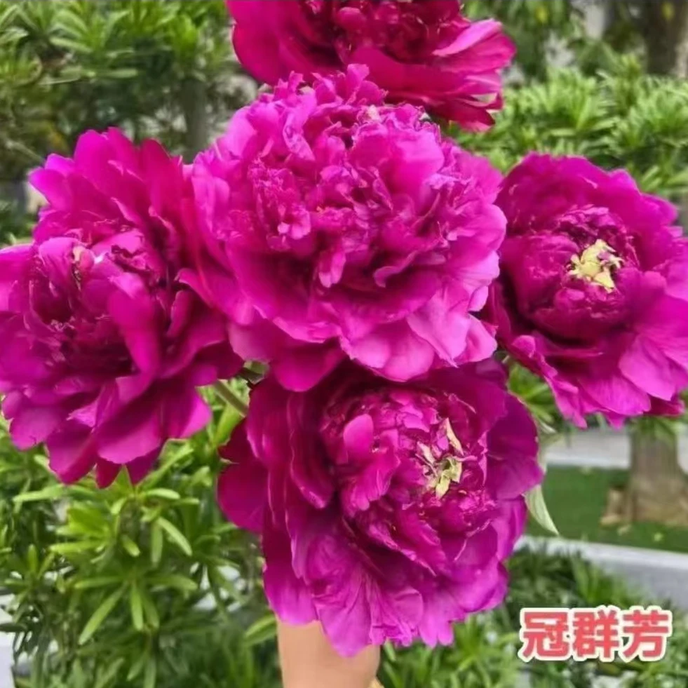 【冠群芳牡丹】紫红色观赏牡丹花苗耐寒阳台盆栽庭院种植  裸根苗