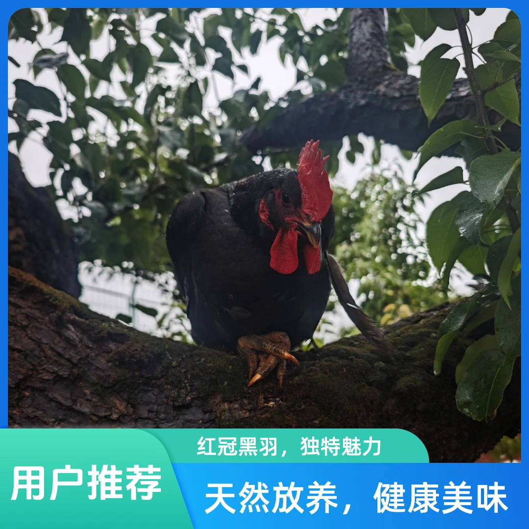 云南正宗散养土鸡 原生态跑山鸡 顺丰冷链急冻发货 净重4.8斤装