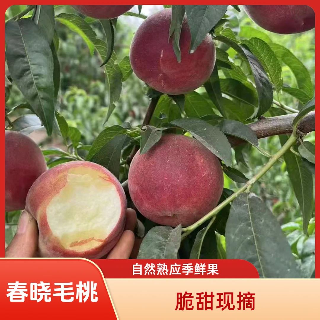 河南春晓脆甜毛桃新鲜现摘应季露天果园