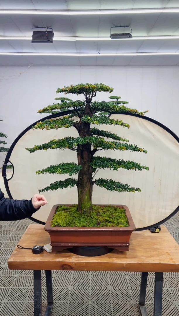 无花朵造型盆景一物一拍