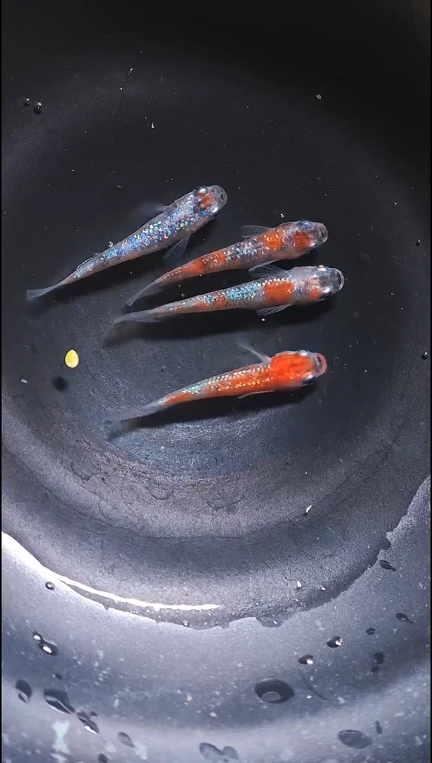 青鳉鱼观背青鳉001