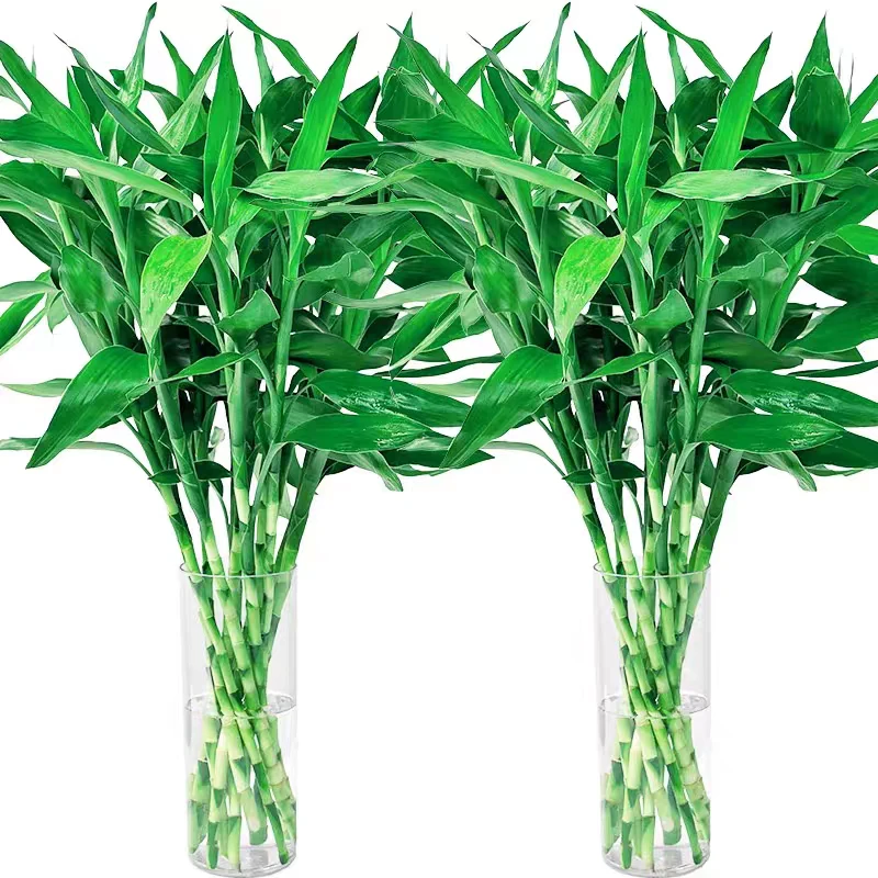 富贵竹水培植物水养客厅招发财树绿萝竹子绿植盆栽花卉植物室内