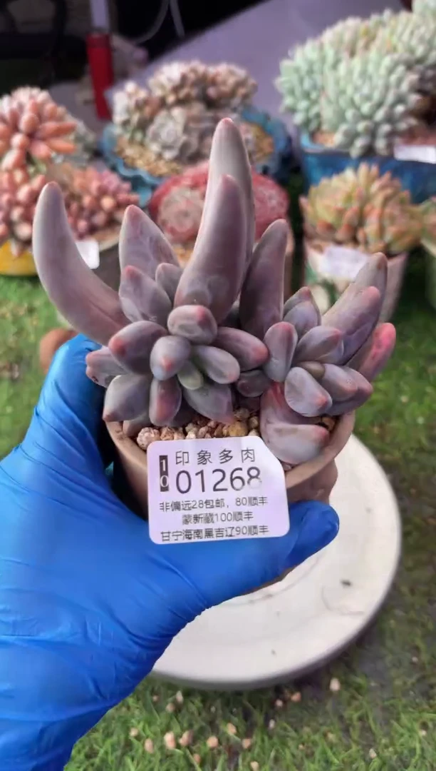 昆明印象多肉01268